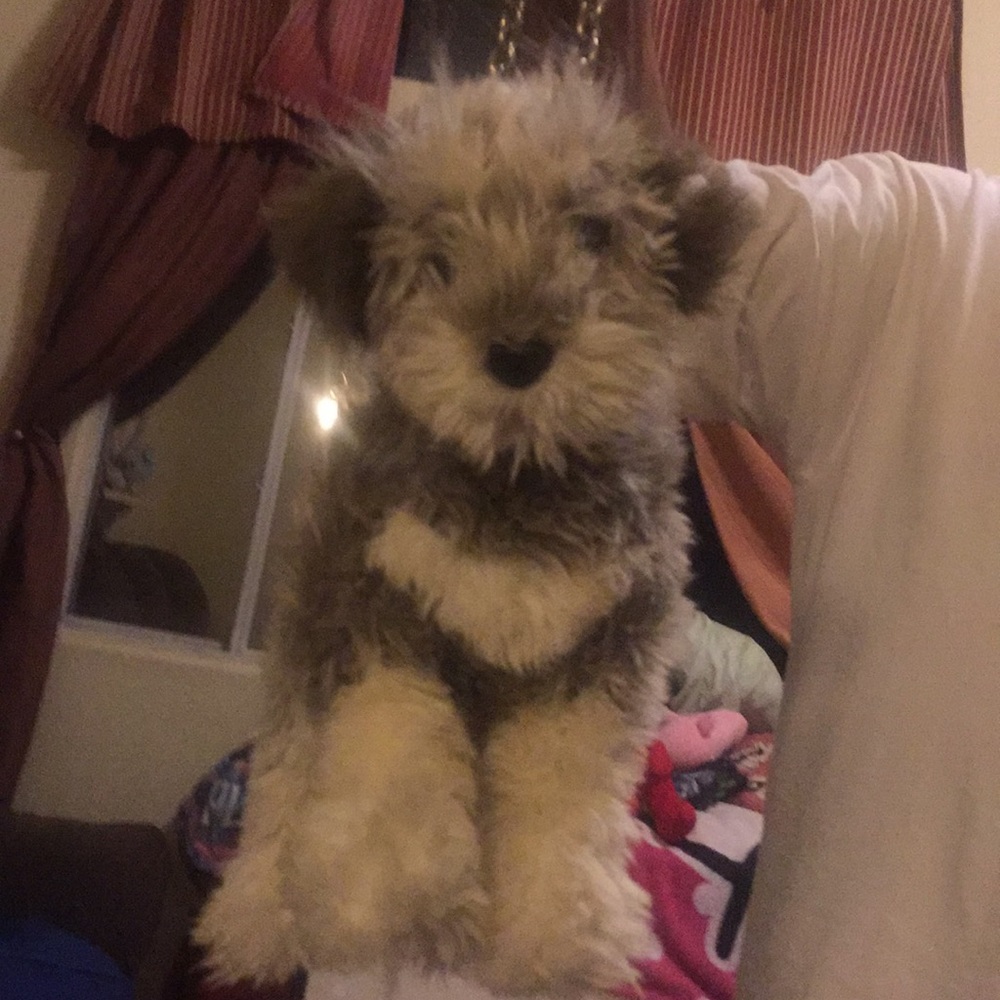 Furry nation terrier purse